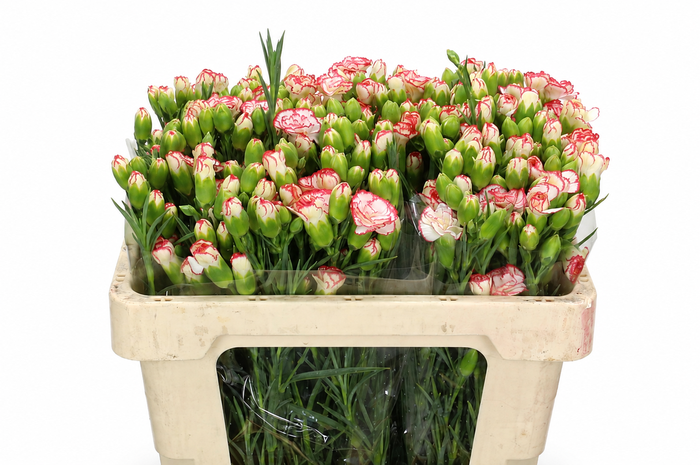 <h4>Dianthus Sp Minuetto</h4>