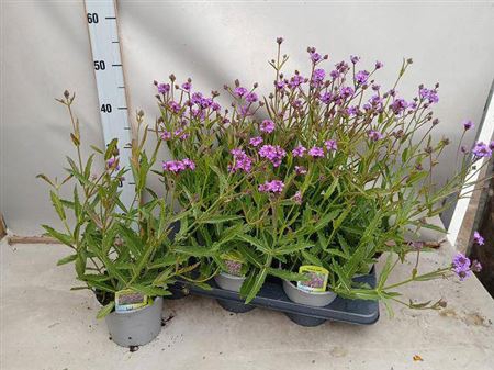 <h4>Verbena Rigida</h4>