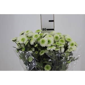 CRISANTEMO SANTINI FAROE 080 CM