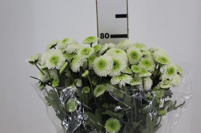 <h4>CRISANTEMO SANTINI FAROE 080 CM</h4>