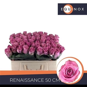 Rosa a grande fleur Renaissance