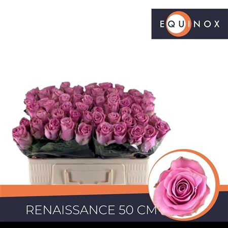 <h4>Rosa a grande fleur Renaissance</h4>