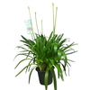 Agapanthus Big White wit 4-5 takken, beperkt leverbaar