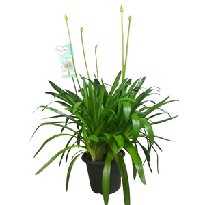 Agapanthus Big White wit 4-5 takken, beperkt leverbaar