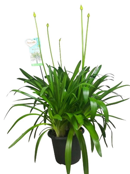 <h4>Agapanthus Big White wit 4-5 takken, beperkt leverbaar</h4>