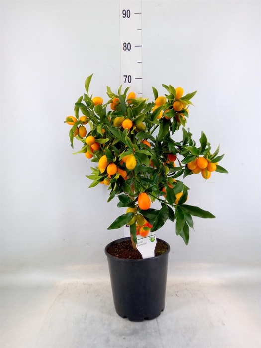 <h4>Citrus   ...</h4>