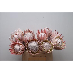 Protea Cynaroides No Leaves
