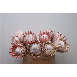 Protea Cynaroides No Leaves
