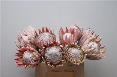 <h4>Protea Cynaroides No Leaves</h4>