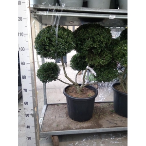 Ilex crenata
