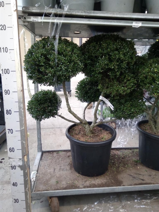 <h4>Ilex crenata</h4>