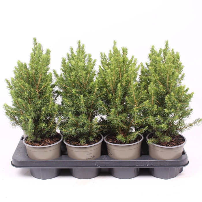 Picea glauca Conica