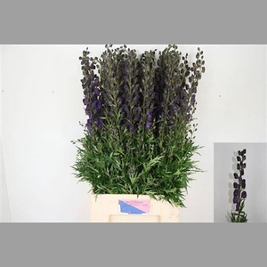 Aconitum Na Pyramidale