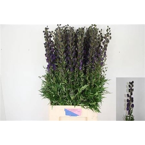 Aconitum Na Pyramidale