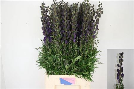 <h4>Aconitum Na Pyramidale</h4>