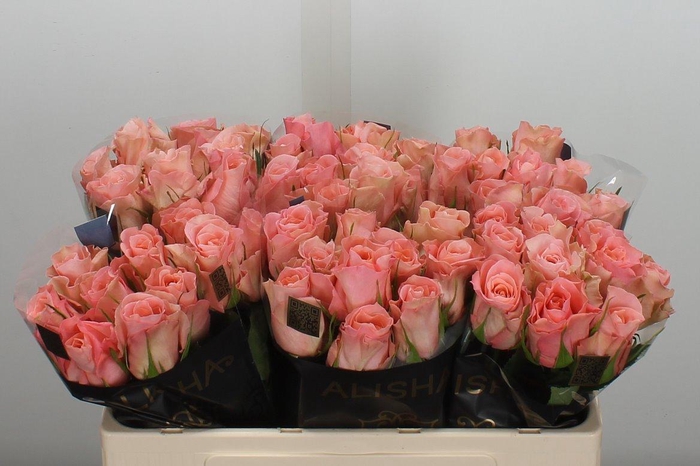 <h4>R Gr Maureen</h4>