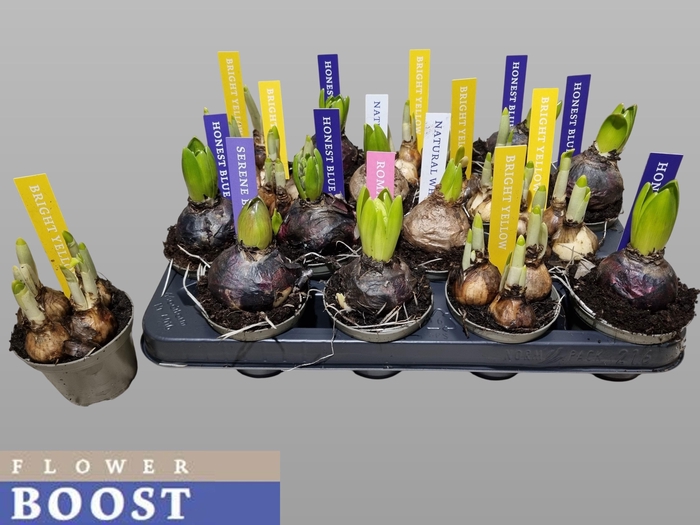 <h4>BOLBLOEMEN GEM</h4>