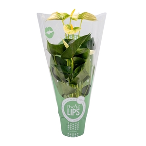 MoreLIPS® Anthurium Vanilla in ShowHoes