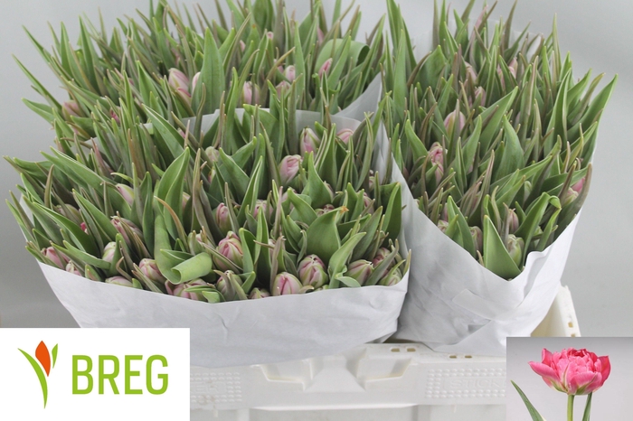 <h4>TU DU FLASH POINT</h4>