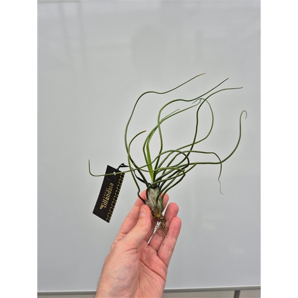 <h4>Tillandsia Bulbosa XL met Label</h4>