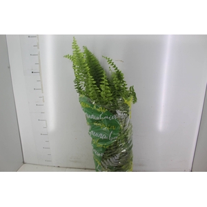 SAMAMBAIA AMERICANA C21