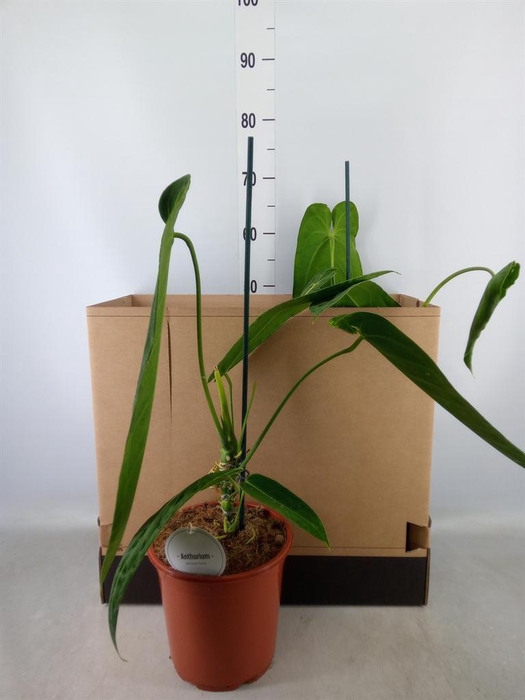 <h4>Anthurium   ...</h4>