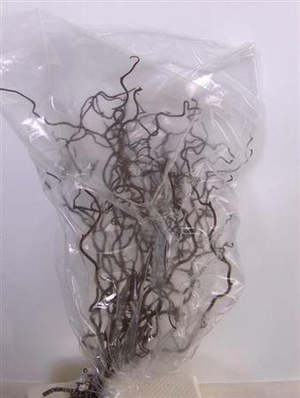 <h4>Corylus Av Contorta</h4>