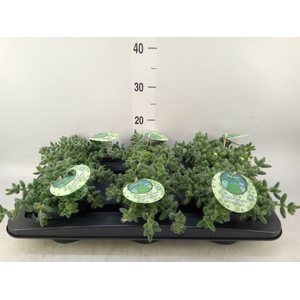 Delosperma echinatum