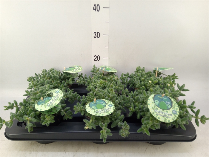 <h4>Delosperma echinatum</h4>
