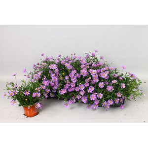BRACH BRAS VIOLET