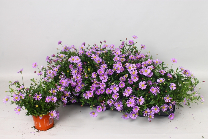 <h4>BRACH BRAS VIOLET</h4>