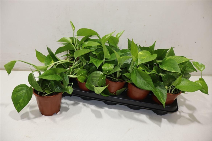 <h4>Epipr Aureum</h4>