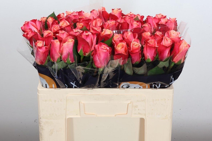 <h4>R Gr Helene</h4>