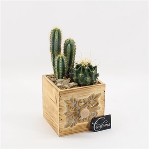 CTCR-2523 Cactus Essentials
