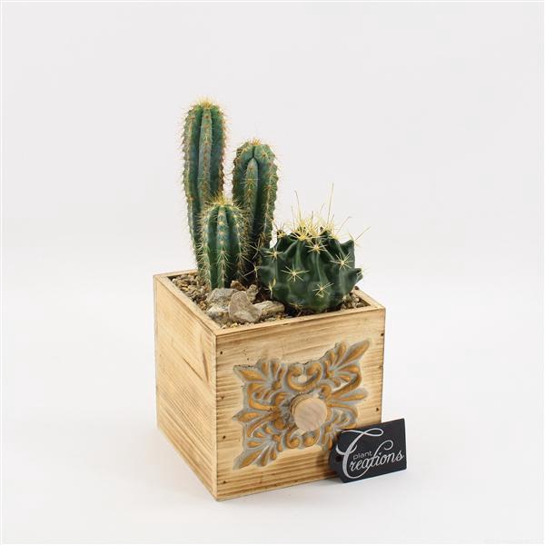 <h4>CTCR-2523 Cactus Essentials</h4>