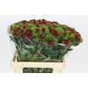 Dianthus Br Jolly