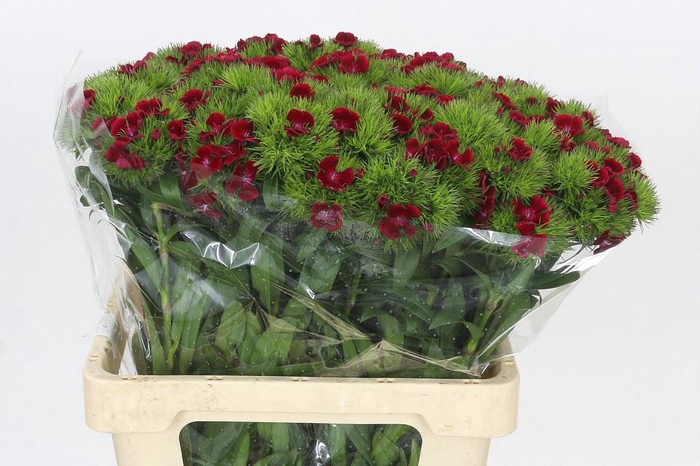 Dianthus Br Jolly