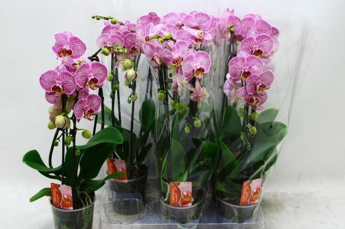 <h4>PHAL EL CASCADE</h4>