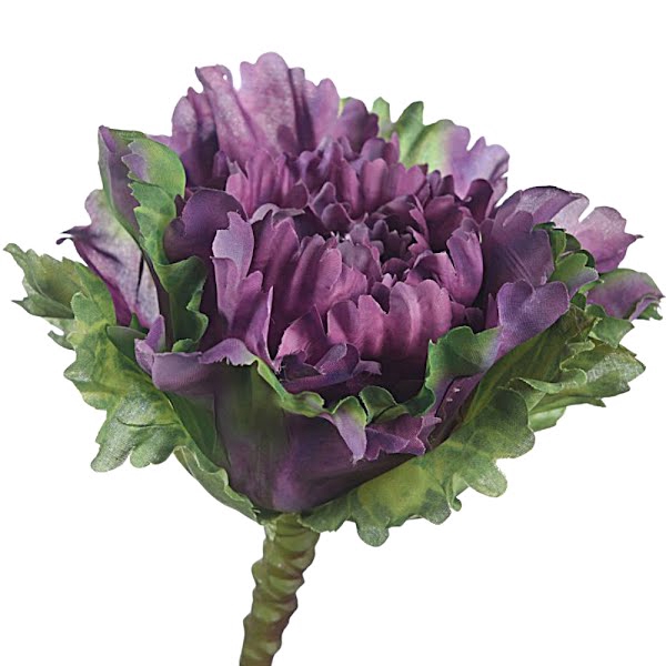 Brassica Purple