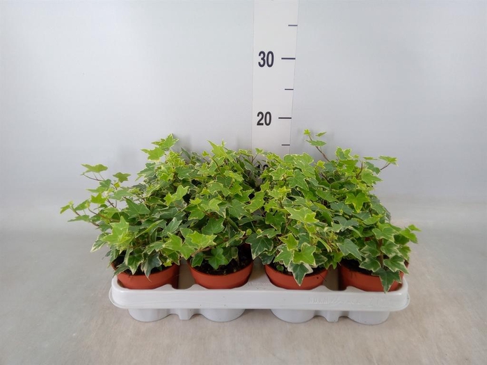 <h4>Hedera helix 'Eva'</h4>