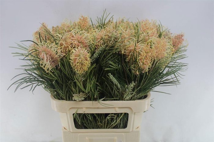 <h4>GREVI CAL GEM</h4>