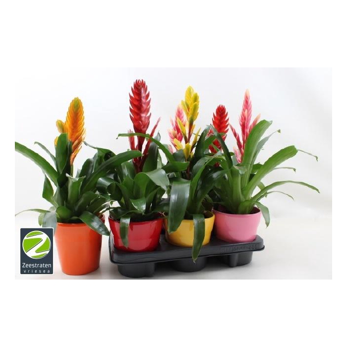 <h4>VRIES GEM 6 SRT</h4>