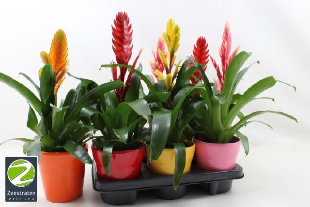 <h4>VRIES GEM 6 SRT</h4>