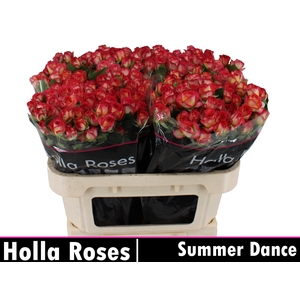 R TR SUMMER DANCE