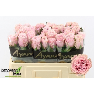 Rosa GR 'Addicted 2 Love'