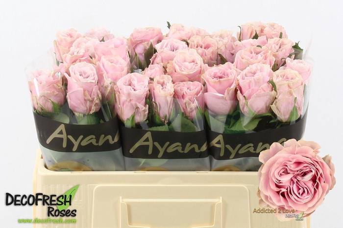 <h4>Rosa GR 'Addicted 2 Love'</h4>