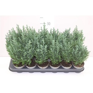 Chamaecyparis La Ellwoodii