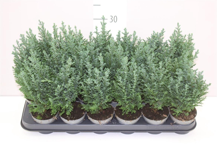 <h4>Chamaecyparis La Ellwoodii</h4>