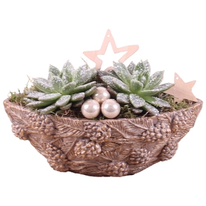 Christmas Arr. Succulent Ceramic Oval Pine cone Pot Ø27cm 2PP