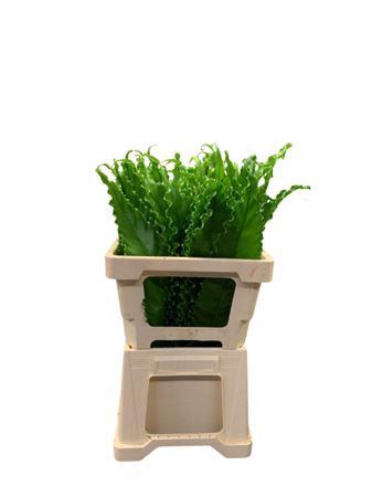<h4>Asplenium ( Osaka 50cm )</h4>
